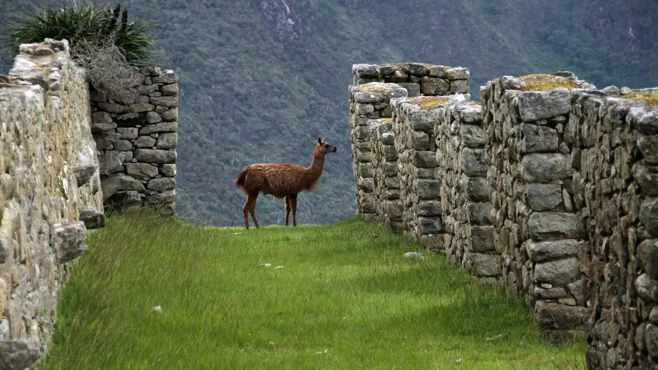 Voluntariado na América Latina