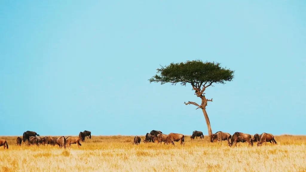 como explorar ciência na natureza - Parque Nacional do Serengeti (Tanzânia)