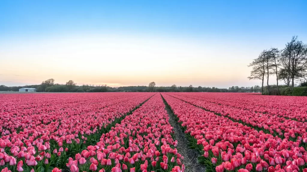 experiências slow travel - Campos de Tulipas, Holanda