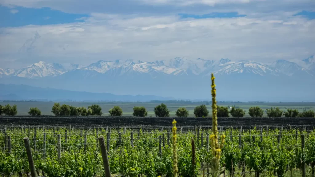 viagem com filhos adultos - Vinhedo em Mendoza